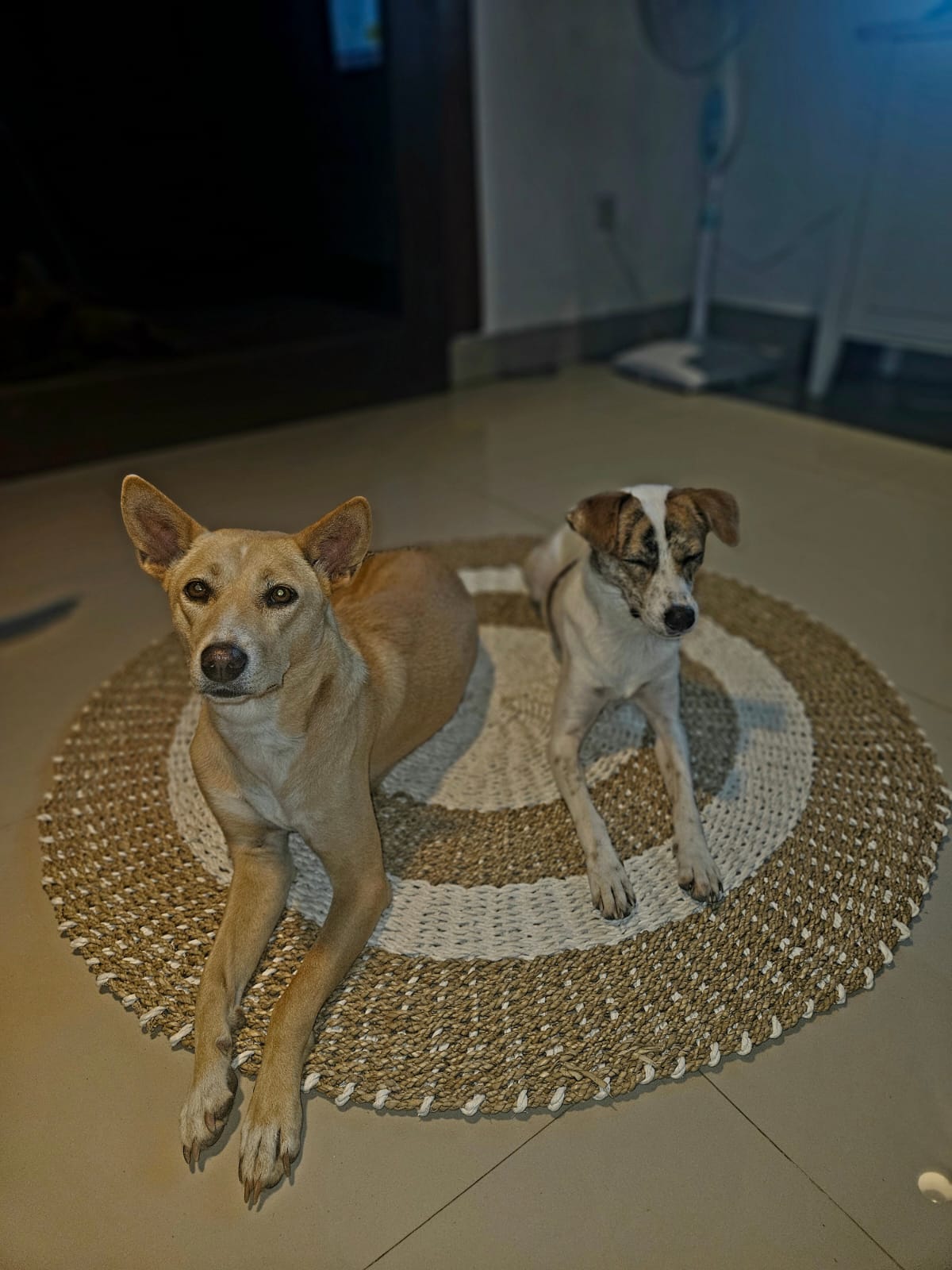 Sheeva und Luna, unsere beiden auf Bali adoptierten Hunde